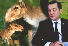 Брекешев просит денег, чтобы не убивать сайгаков