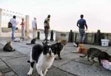 К осени число бродячих собак в казахстанских городах может дойти до критической отметки – зоозащитники