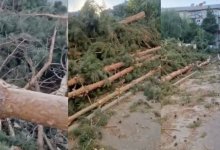 Сосновую аллею вырубили под корень на территории школы в Текели (ВИДЕО)