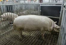 Ученые “оживили” органы мертвой свиньи