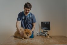 Где можно бесплатно стерилизовать собак и кошек в Нур-Султане