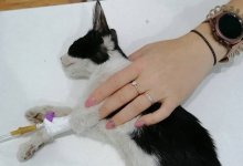В ИВС посадили мужчину, прыгнувшего на голову котенку в Актау