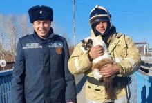 Застрявшую под опорами моста кошку достали спасатели в ВКО