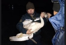 Спасателей вызвали к лебедю, вмерзшему в реку в Актобе (ВИДЕО)