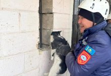 Застрявшую в электрощите кошку вызволили спасатели в Актау