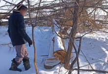 Лесополосу вырубил сельчанин в Жетысуской области