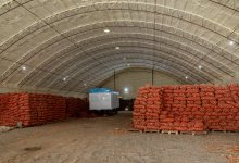 Лук из хранилищ поступил в продажу в регионы Казахстана