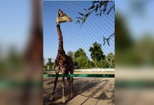 Жираф из Казахстана умер в зоопарке Ферганы из-за морозов