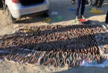 Крупную партию рогов сайги прятал в хозпостройке житель ЗКО