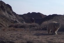Краснокнижный дикий кот попал в объектив фотоловушки в Чарынском каньоне (ФОТО)
