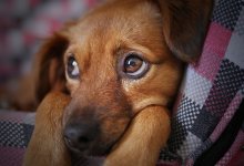 Благодаря школьнику спасли провалившуюся в колодец собаку в Тобыле