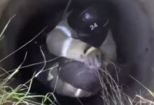 Спасение собаки около Сарани попало на видео