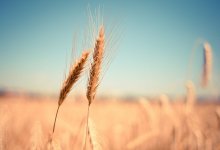 Будет неплохой урожай – Минсельхоз