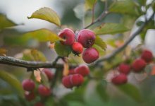 Назарбаевы давили на инспекторов - депутат о вырубке яблоневых садов в Алматы