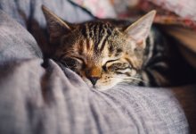 Кошку спасли из горящей квартиры пожарные в Актау