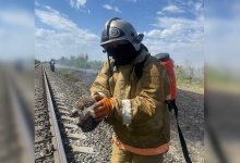 Спасение ежика из пожара в Актобе попало на видео