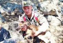 Олененка спасли при тушении пожара на горе Кокшетау