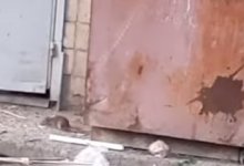 Крысы атаковали жителей Темиртау (ВИДЕО)