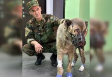 Пса, которого бросили хозяева при пожаре в Астане, приютили (ВИДЕО)