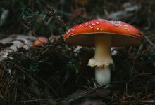 Житель Костанайской области объелся грибов и умер