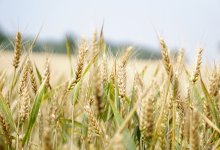 Почему зерно может пропасть в четырех областях Казахстана