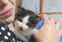 Котенка, которого нашли за облицовкой здания, приютили в Усть-Каменогорске
