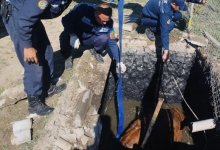 Упавшую в септик корову спасли в Атырау