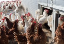 Птицефабрику не хотели подключать к водоснабжению в Кызылординской области