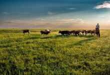 Акимы раздают народные земли - мажилисмен