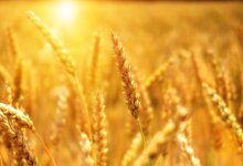 Минимальный за восемь лет выпуск сельхозпродукции показал Казахстан в 2023 году