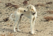 Антисанитария и зловоние: зоозащитники ужаснулись состоянием карагандинского питомника