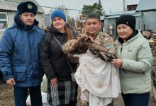 Раненую редкую птицу обнаружил в своем дворе сельчанин в Костанайской области (ВИДЕО)