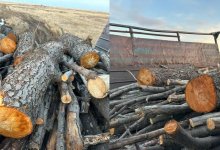 Краснокнижные деревья порубили на дрова актюбинские сельчане