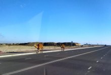 Бродячие животные представляют опасность для водителей в пригороде Актау (ВИДЕО)