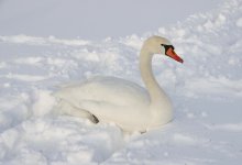 Лебедь вмерз в лед в парке Тараза