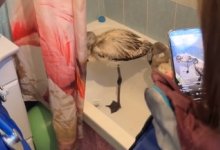 Милое видео птенцов фламинго в доме их спасителя в Актау попало в сеть