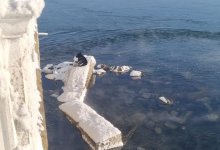 Собака приклеилась к парапету в Усть-Каменогорске: спасение животного попало на видео