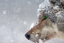 Волк напал на нескольких человек на окраине Каркаралинска