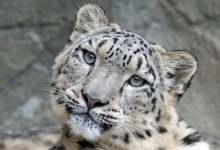 Снежный барс стал национальным символом зарубежного государства