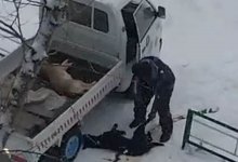 Пинал по голове: жестокое обращение с собакой попало на видео в Аркалыке