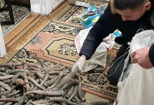 Крупную партию рогов сайги прятал в квартире житель ЗКО