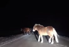 Пасущихся ночью на трассе лошадей сняли на видео под Павлодаром
