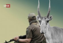 Убийство сайги в Атырауской области: начато расследование