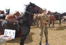 Табун лошадей-пенсионеров распродают казахстанские пограничники (ФОТО)