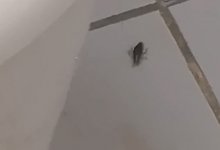 Таракана сняли на видео в школьном туалете в Кокшетау