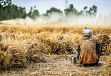 Акмолинская область стала аутсайдером в выращивании зерна
