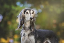 Нужно ли казахстанцам декларировать домашних животных