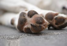 Эвтаназию для бездомных животных могут ввести в Казахстане