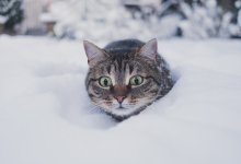 Морозы пока не покинут Казахстан