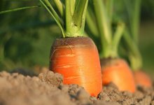 В Казахстане заработал цех по переработке плодоовощной продукции